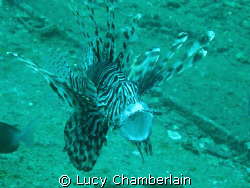 A Common Lionfish with it's mouth open.  Taken in July 20... by Lucy Chamberlain 